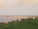SX09896 Sheep lined up.jpg